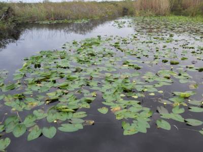 Everglades par Gabrielle