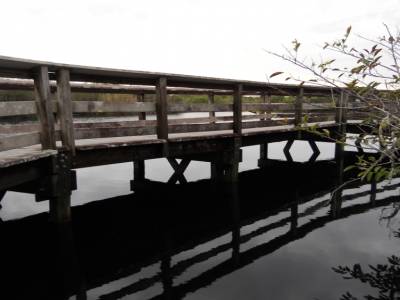 Everglades par Gabrielle