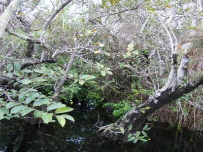 Everglades par Gabrielle