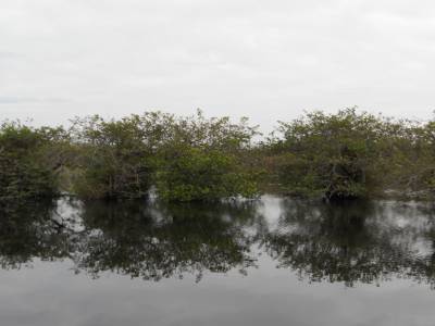 Everglades par Gabrielle