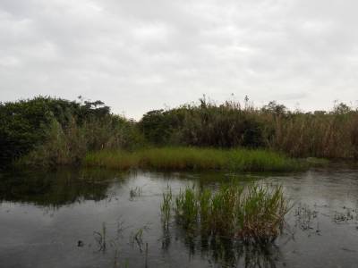 Everglades par Gabrielle