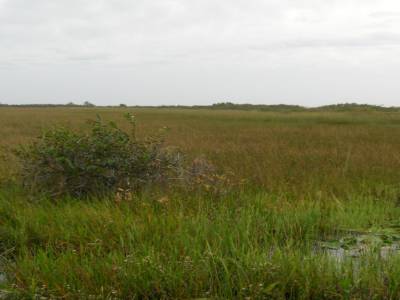 Everglades par Gabrielle