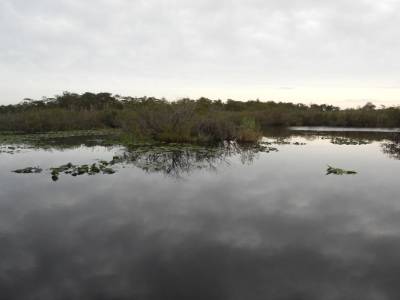 Everglades par Gabrielle