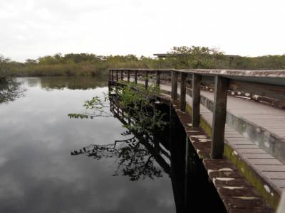 Everglades par Gabrielle