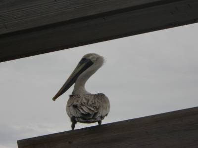 Cocoa beach