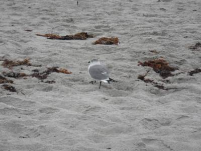 Cocoa beach