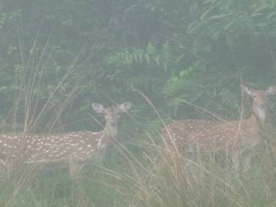 Chitwan