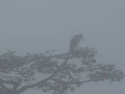 Chitwan