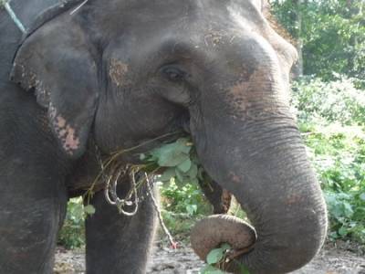 Chitwan