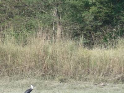 Chitwan
