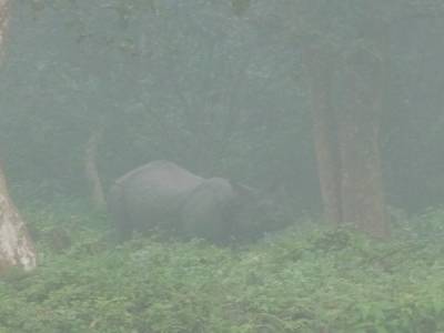 Chitwan