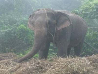Chitwan