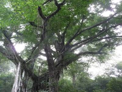 Chitwan