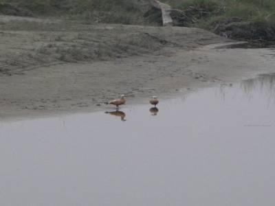 Chitwan
