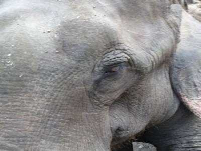 Chitwan