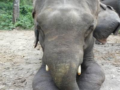 Chitwan