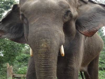 Chitwan