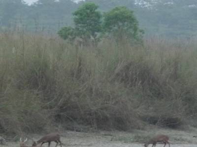 Chitwan