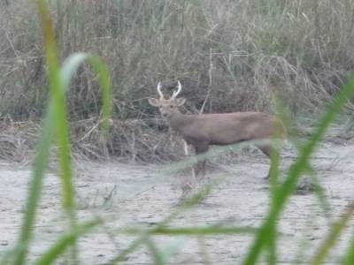 Chitwan