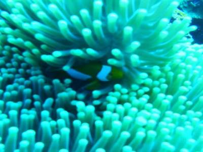 Cours de PADI