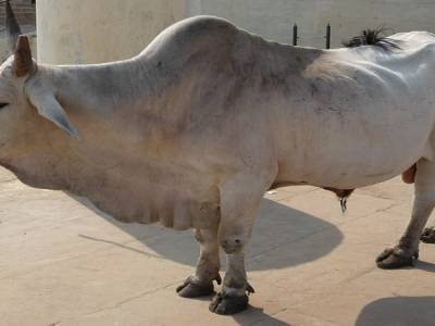 La vache !