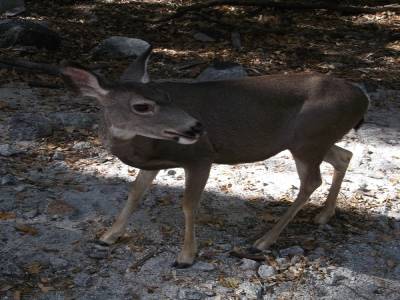 Yosemite Park 3