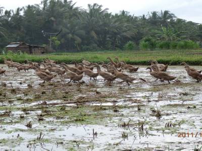 Des canards à Ubud
