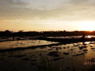 Rizière au coucher du soleil - Ubud