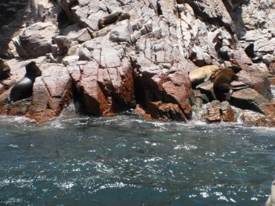 islas ballestas