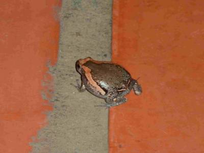 La grenouille qui ne savait pas sauter...