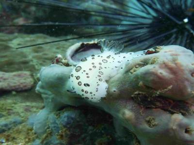 Nudibranche