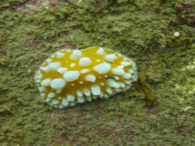 Un autre nudibranche