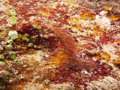 Nudibranche 2