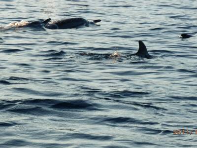 Dolphins in Lovina