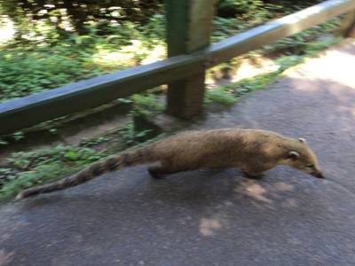 coatis
