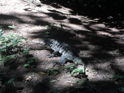 reptiles