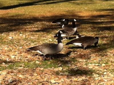 Des oies, pas des canards