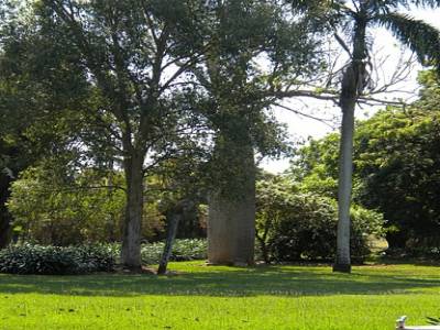 Darwin