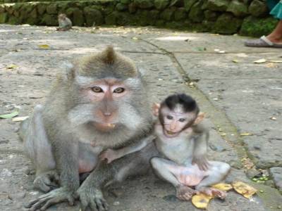 Monkey Forest