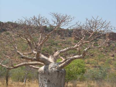 Boab tree