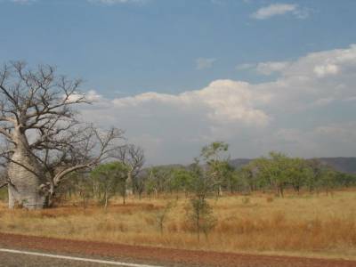 Boab tree