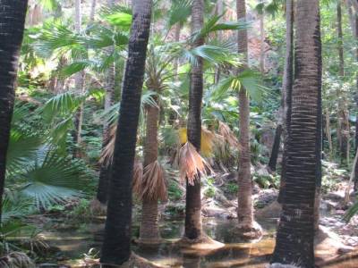 Zebedee Spring