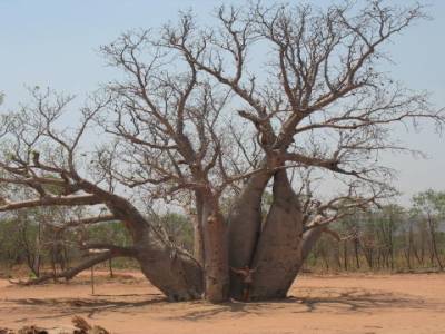 The biggest boab tree in EL Questro
