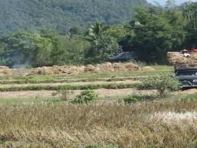 Ramassage du riz