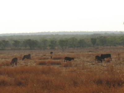 Des vaches