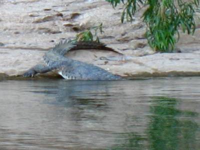 Windjana Gorge