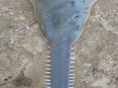 C'est un requin deau douce
