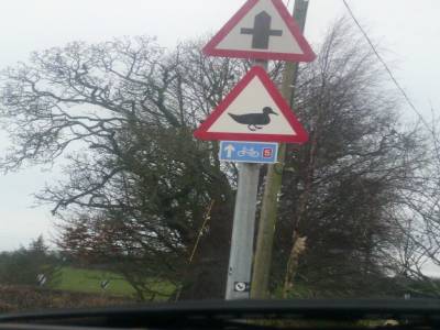 Ducks crossing the road ! 