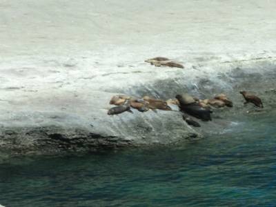 lions de mer