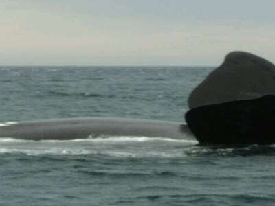 Excurtion baleines